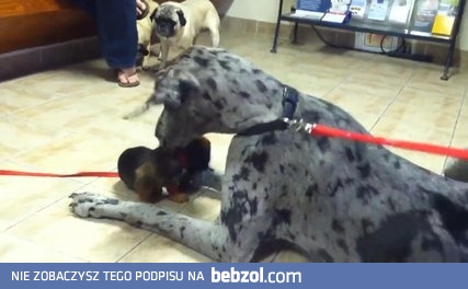 Pies, który jest mistrzem zen