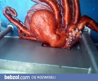 Duża ośmiornica ucieka przez niewiarygodnie małą szparkę