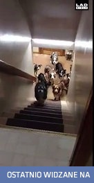 Psy grzecznie czekają przy schodach na swoją kolej