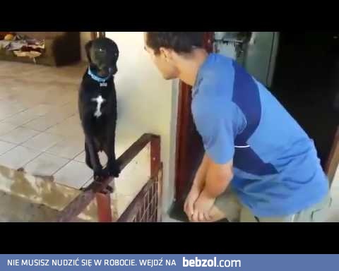 Skruszony pieseł okazuje skruchę