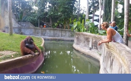 Wyjątkowo mądry orangutan handluje z człowiekiem