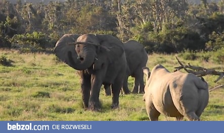 Słoń pokazał nosorożcowi kto tutaj rządzi