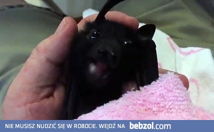 Mały nietoperz po raz pierwszy próbuje owocu