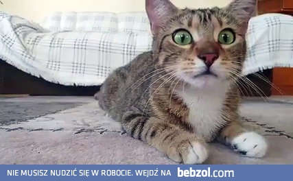 Kocie oczy i ich reakcja na oglądanie czegoś w tle