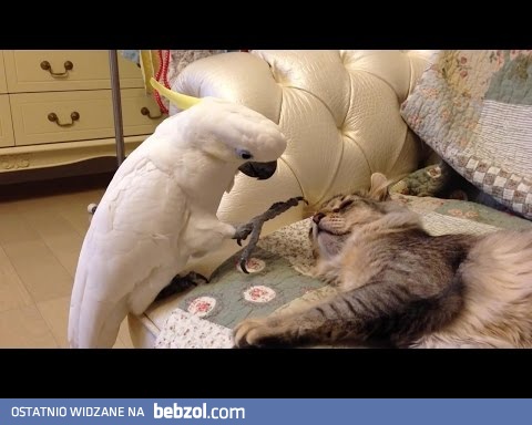 Papuga budzi śpiącego kota