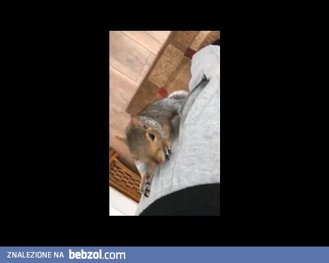 Wiewiórka złodziej