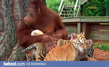 Orangutan opiekuje się tygryskami