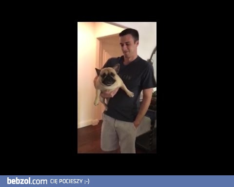 Buldog dowiedzieć się, że on nie idzie na spacer