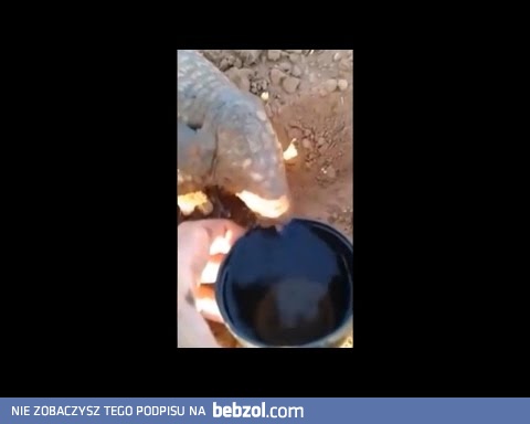 Pancernik pije wodę z kubka