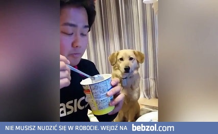 Piesek chce trochę jogurtu…