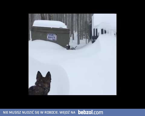 Owczarek niemiecki ratuje swojego przyjaciela