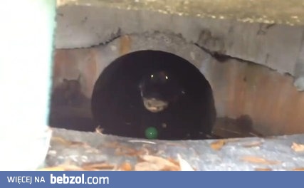Aligator w kanalizacji 