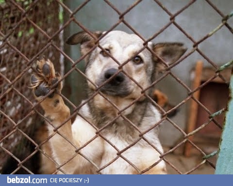 Uwięziony pies na balkonie w klatce metalowej - Łódź-2017 