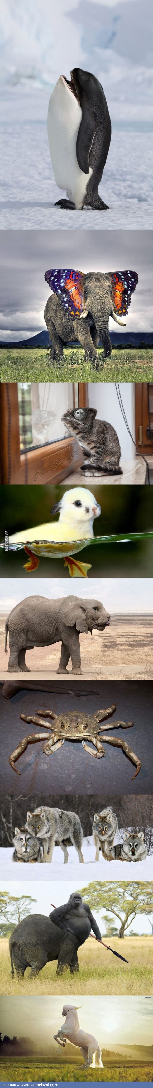 Skrzyżowane zwierzęta w Photoshopie