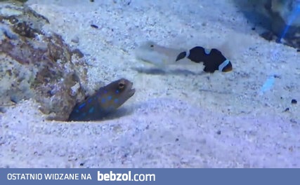 Gdy masz bardzo upierdliwego sąsiada