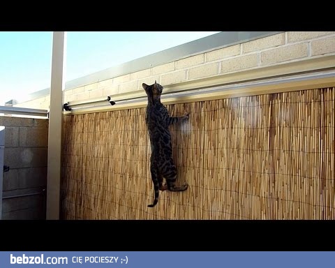 Aby kot nie uciekł z podwórka