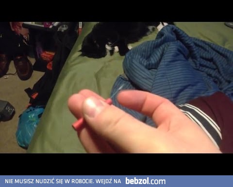 Budzenie kota petardą