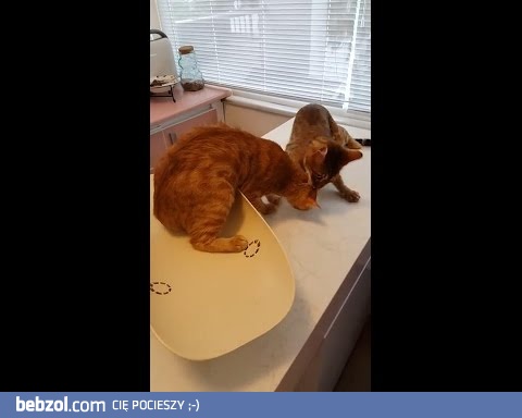 Kot ratuje przyjaciela i wyciąga go od weterynarza