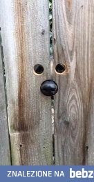 Ciekawski pieseł sąsiadów