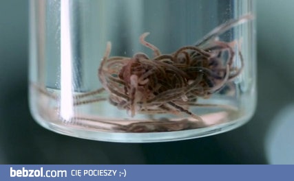 Robale z toksycznej jaskini siarkowej