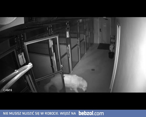 Pies ucieka ze szpitala dla zwierząt