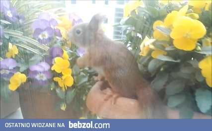 Wiewiórcza rodzina mieszkająca na parapecie okna u człowieka