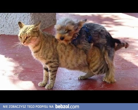 Zwierzaki, jaki ich nie lubić :)