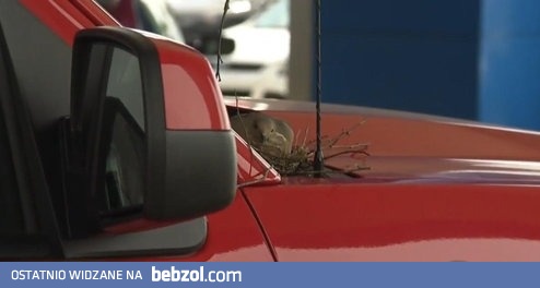 Ptak buduje gniazdo na samochodzie w salonie sprzedaży