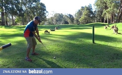 Ogromne stado kangurów na polu golfowym