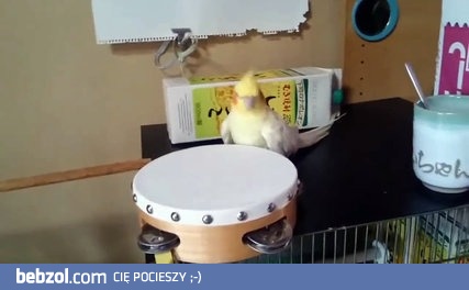 Ptak i jego bębenek