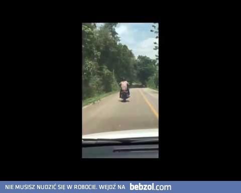 Wąż skacze na jadącego motocyklistę