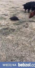 Krowy wybrały nowego przywódcę