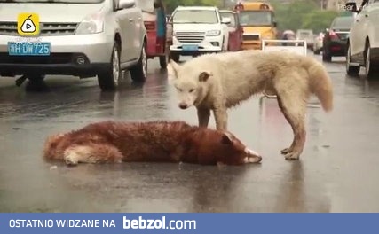 Pies próbuje obudzić przyjaciela potrąconego przez samochód