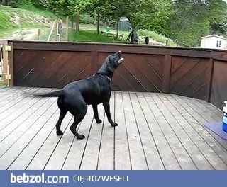 Marzenie psa się spełnia