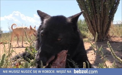 Wilk atakuje człowieka - nagranie ze zdarzenia