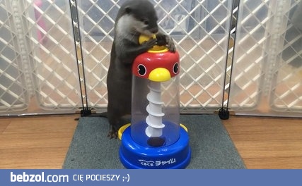 Wydra bawi się zabawką edukacyjną