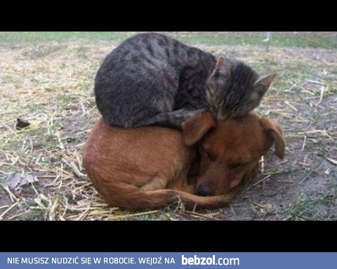 Kochane zwierzaki, jak ich nie kochać :)