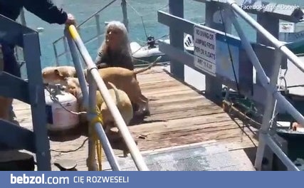 Mężczyzna ratuje psa przed rozszarpaniem przez dwa pitbulle