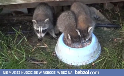 Kiedy jedzenie jest ważniejsze niż oddychanie