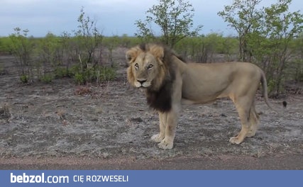 Wydaje ci się, że możesz bezkarnie drażnić króla dżungli ?