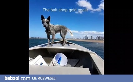 Australijski sposób na szybki spacer z psem