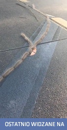 Nawet gąsienice wiedzą jak poruszać się na suwak