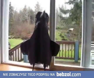 Kruk, którego głos oszuka cię całkowicie