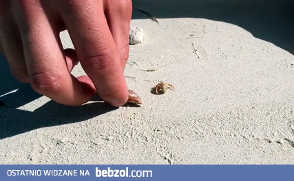 Dobrzy ludzie pomogli bezdomnemu krabowi pustelnikowi