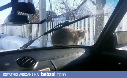 Kot odwalił kierowcy niezły numer