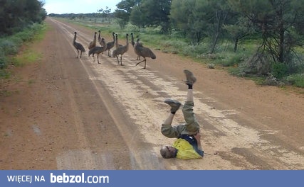 Australijczyk pokazuje, jak zwabić do siebie emu