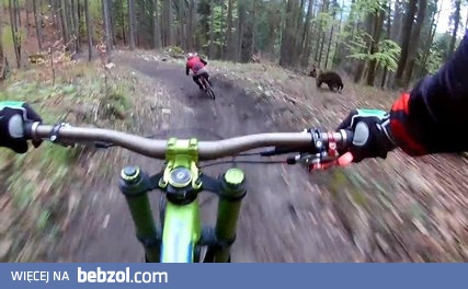 Zjazd downhillowy przerwany przez wkurzonego niedźwiedzia