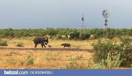Malutki bawół pokazuje słoniowi kto tu rządzi