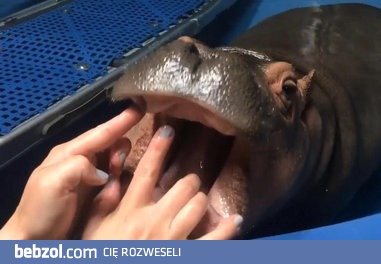 Dentysta robi przegląd uzębienia młodziutkiego hipopotama