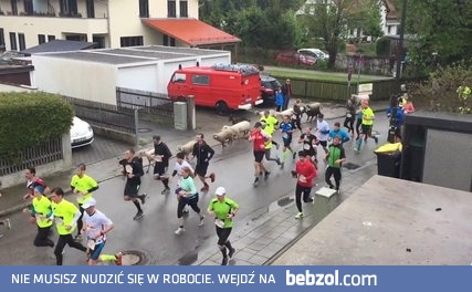 Kozy, krowy i owce przyłączyły się do zawodników biegu ulicznego